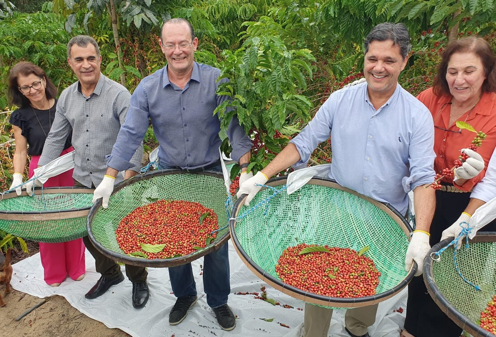 Estados produtores de café conilon já iniciam a colheita do grão