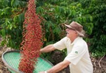 Feira Internacional do Café Conilon proporciona imersão em fazenda
