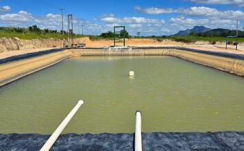 Empresa aposta em tecnologia na produção de mudas de café