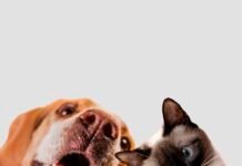 Mercado pet cresce no Espírito Santo