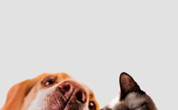 Mercado pet cresce no Espírito Santo