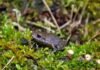 Nova espécie de anfíbio é encontrada no Parque Nacional do Caparaó