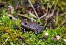Nova espécie de anfíbio é encontrada no Parque Nacional do Caparaó