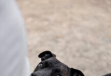 Projeto inédito recruta cães voluntários para detectar o câncer